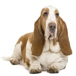Basset,Hound,Lying,,Isolated,On,White basset