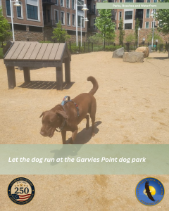 Garvies Point Dog Park
