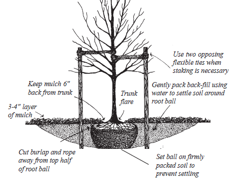 Parks & Trees - Town of La Veta