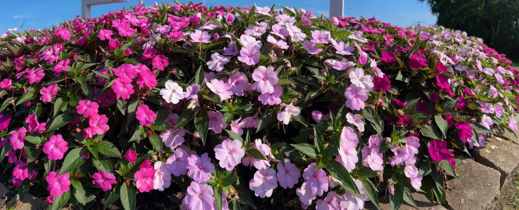 IMG_0040 Flowers